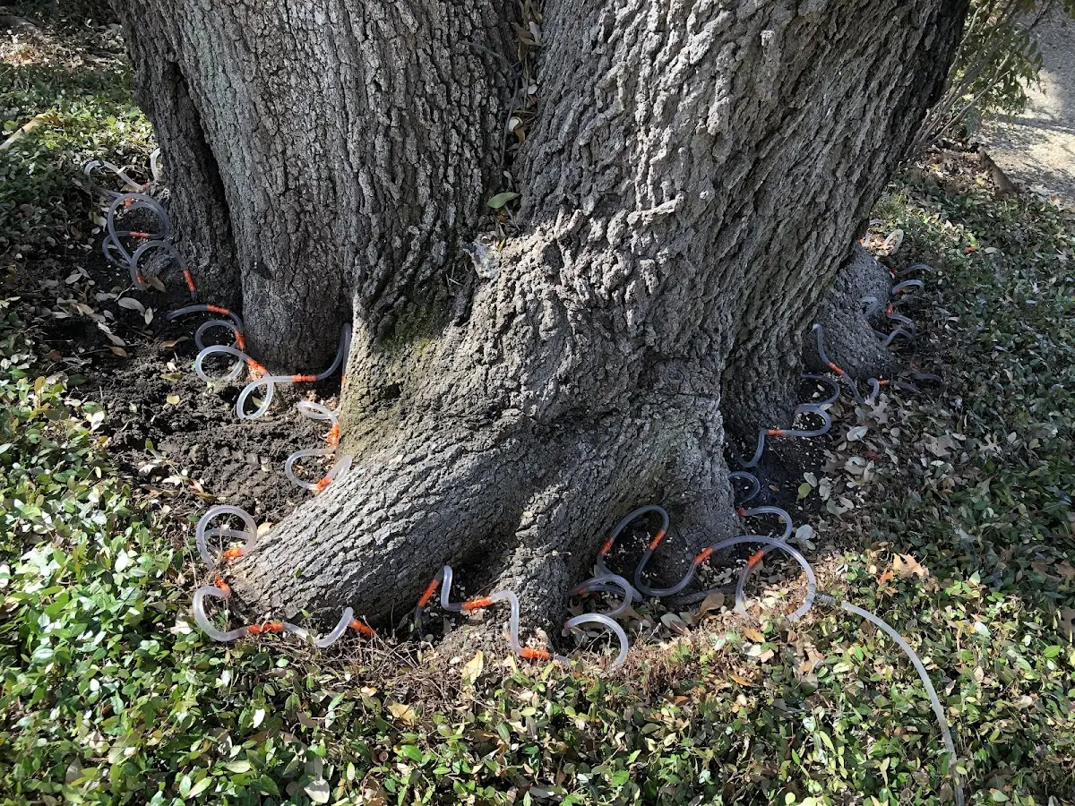 Detailed Tree Cabling and Bracing job site in Milton