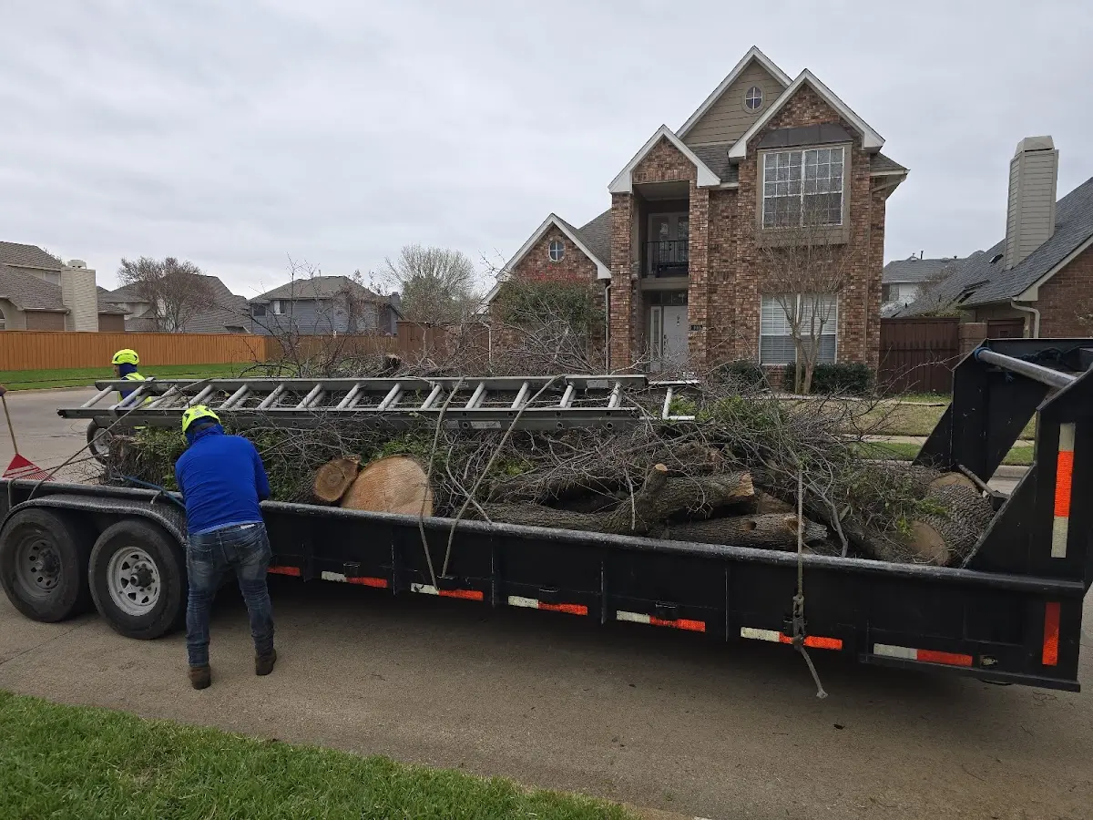 Expert Deadwooding with proper safety equipment in Milton